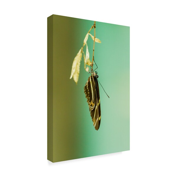 Chris Moyer 'Hanging Out Butterfly' Canvas Art,22x32